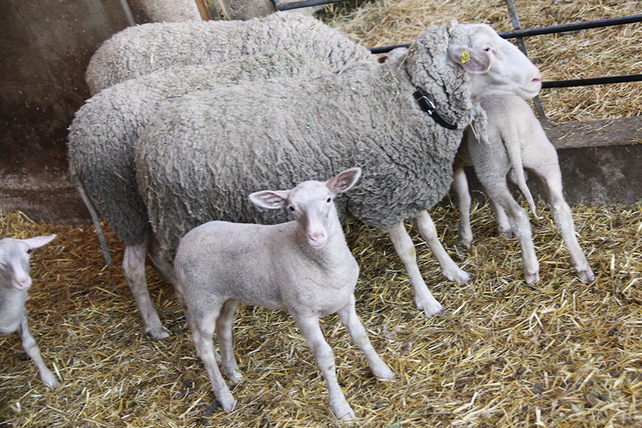 Lamm und Schafe in der Bioschafzucht Hautzinger