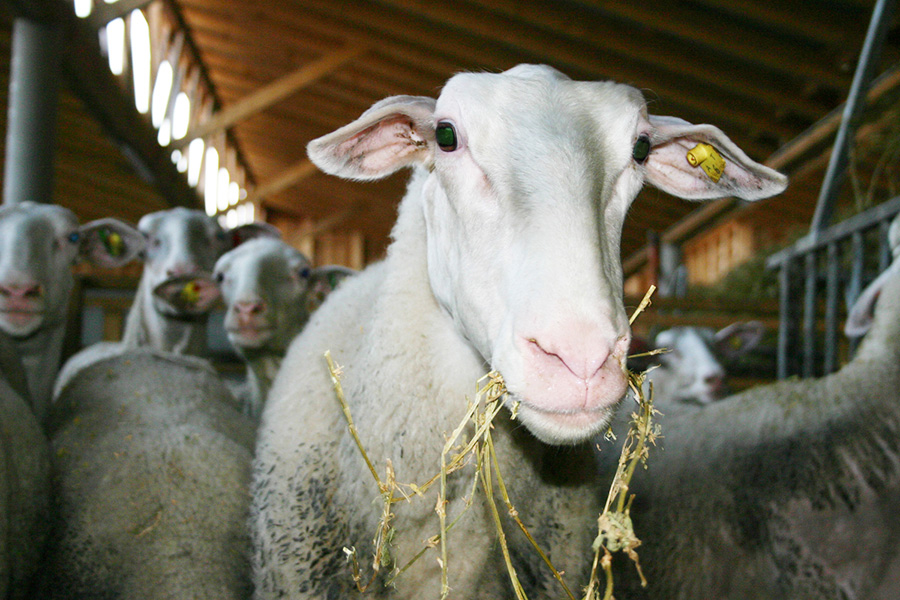 Hautzinger Schafe im Stall