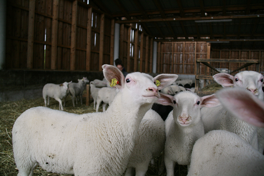 Schafe in der Bioschafzucht Hautzinger