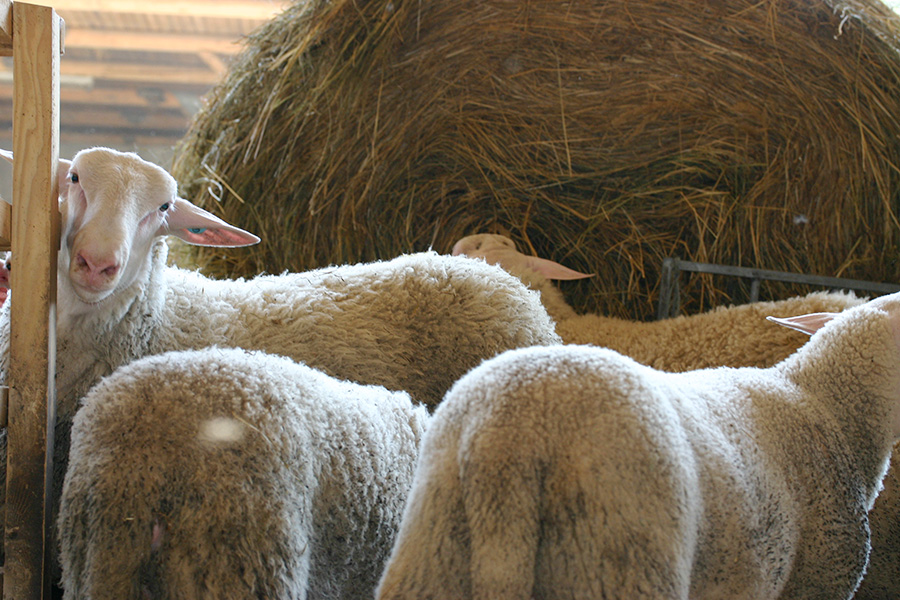 Schafe vor Heuballen in der Bioschafzucht Hautzinger