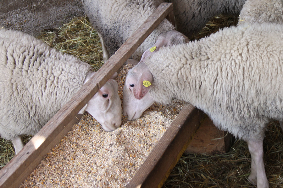 Schafe beim Fressen in der Bioschafzucht Hautzinger