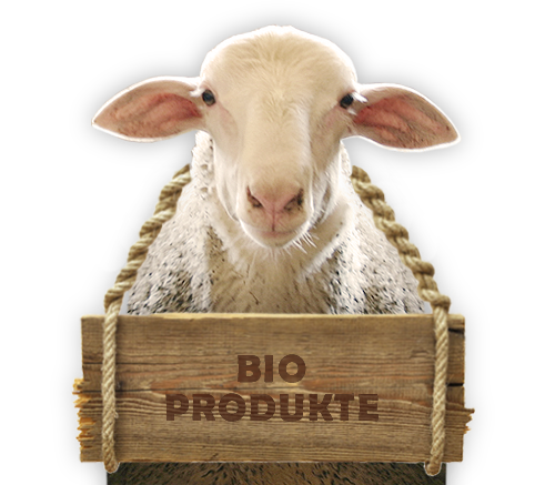 Schaf aus der Bio-Schafzucht Hautzinger 
