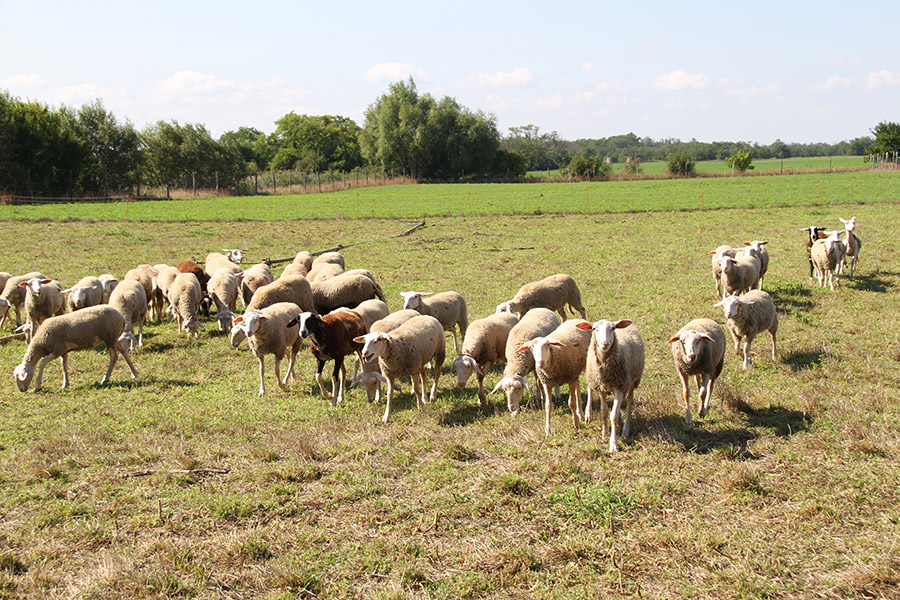 Hautzinger sheep on the pasture