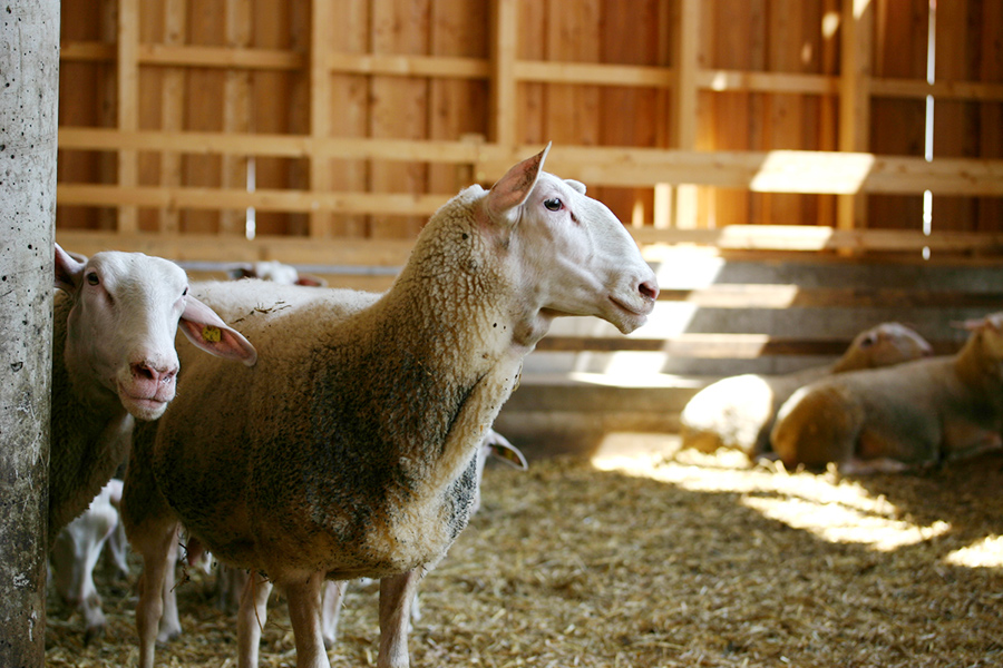 Hautzinger sheep in the barnstable