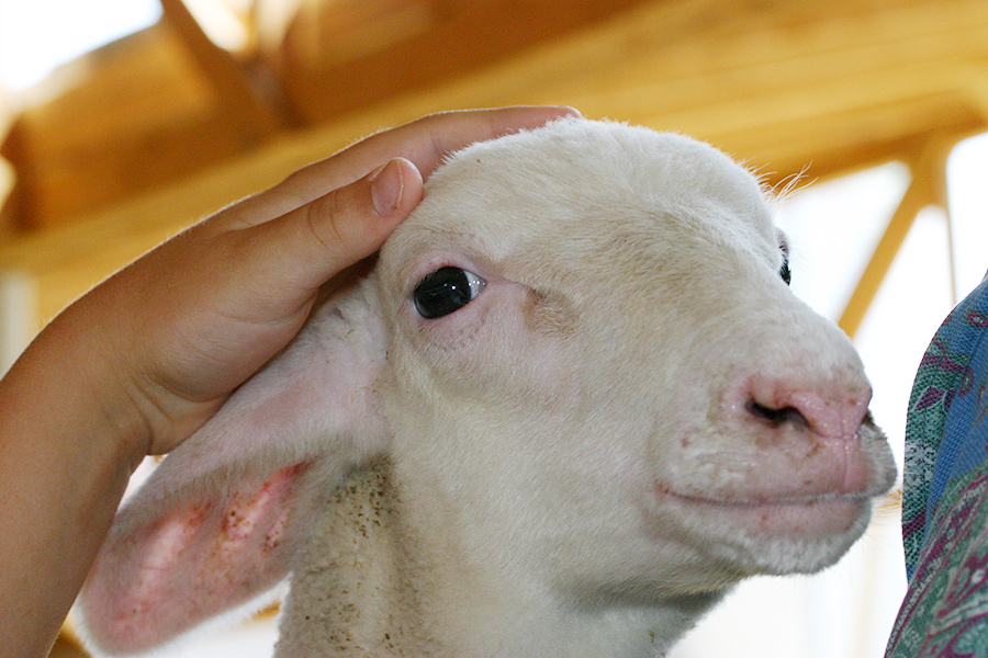 Hautzinger baby lamb