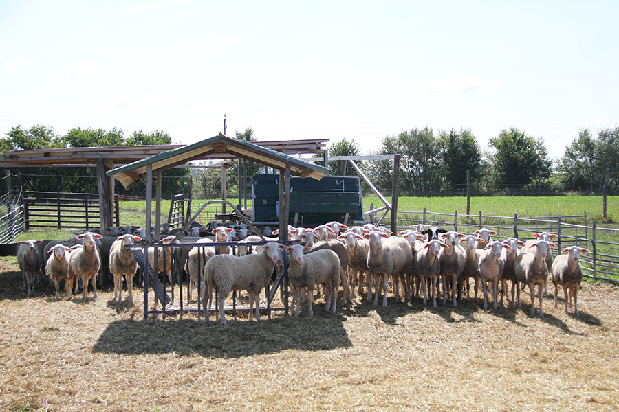 Hautzinger Schafe auf Sommerfrische