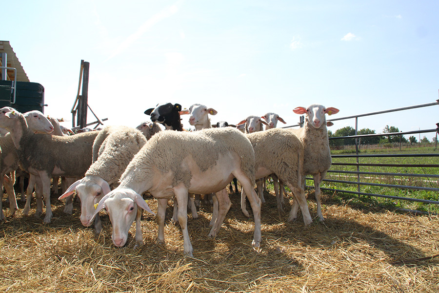 Hautzinger Schafe im Freilauf