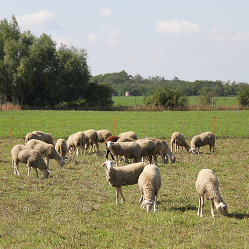 Hautzinger Schafe auf der Weide